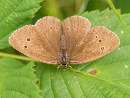 Closeup portrait  view of a wild brown spotted butterfly resting on green leavesの写真素材