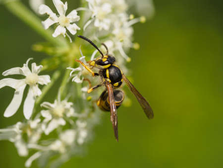 Closeup of a small wasp on wild white flowersの写真素材