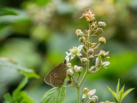 Brown wild butterfly with spot on side of a plantの写真素材