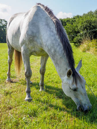 Closeup portrait of white of grazing in a meadowの写真素材