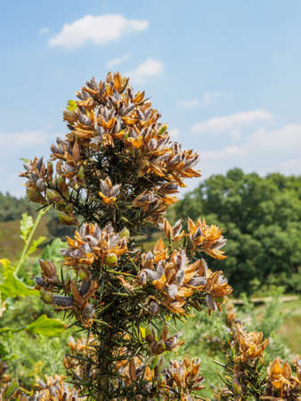 Closeup of seeds in a spiky heathland bushの写真素材