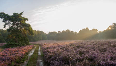 Panoramic sunrise over purple Dutch heathland in full bloomの写真素材