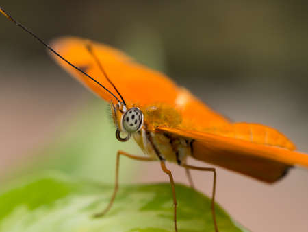 Closeup side view of a bright orange tropical butterflyの写真素材