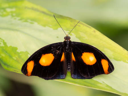 Black and orange spotted tropical butterfly showing full wingspan on a bright green leafの写真素材