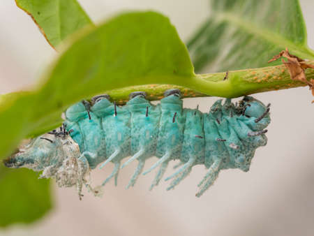 Closeup of  green blue costa rica caterpillarの写真素材
