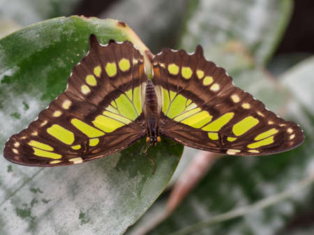 The malachite butterfly posing on a tropical leafの写真素材