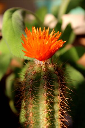 Fat plant flowerの写真素材