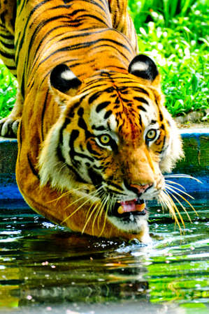 Tiger Walk into Waterのeditorial素材
