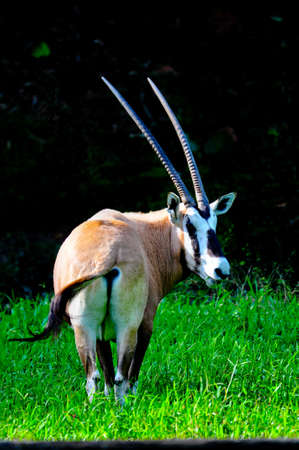 Antelope turn headのeditorial素材