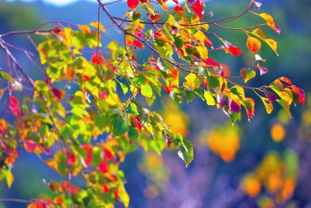 Colorful leaves of Chinese tallow tree under the autumn sunlightの写真素材