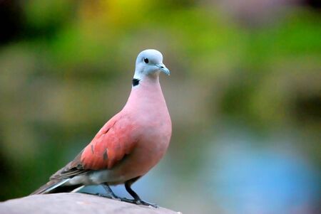 One Red Turtle Dove is standing on the rock and not afraid of my approaching  Taipei,Taiwan   Apr  19, 2008  の写真素材
