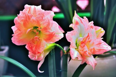 A pair of delicate and beautiful pink Amaryllis bloom in the greenhouse of the presidential residence garden  Taipei,Taiwan   May 1st, 2008  の写真素材