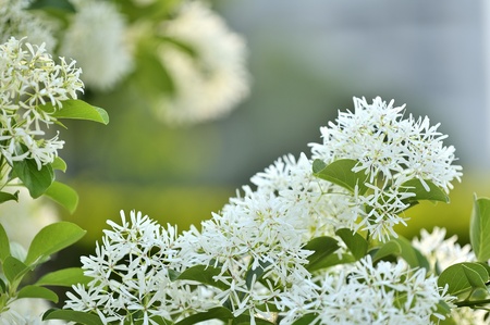 Chinese Fringe Tree  Chionanthus   in the park  Can be used as a texture or background ...