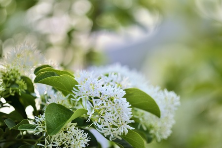 Chinese Fringe Tree  Chionanthus   in the park  Can be used as a texture or background ...