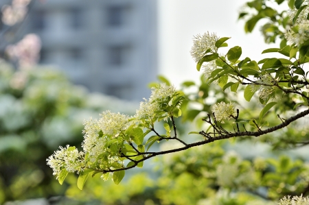 Chinese Fringe Tree  Chionanthus   in the park  Can be used as a texture or background  Taipei,Taiwan   Apr  4, 2012 の写真素材