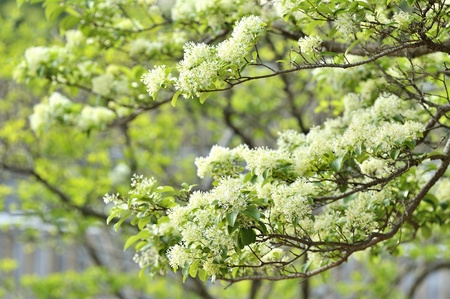 Chinese Fringe Tree  Chionanthus   in the park  Can be used as a texture or background  Taipei,Taiwan   Apr  4, 2012 の写真素材