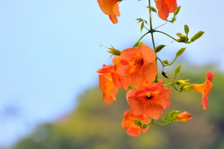Chinese trumpet creeper flowers in the botanic park  Taipei,Taiwan   May 13, 2012 の写真素材