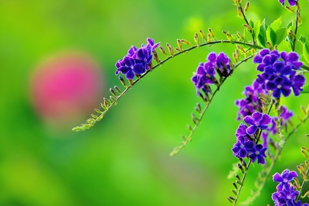 Golden Dewdrop flowers lush growth in blur green background の写真素材
