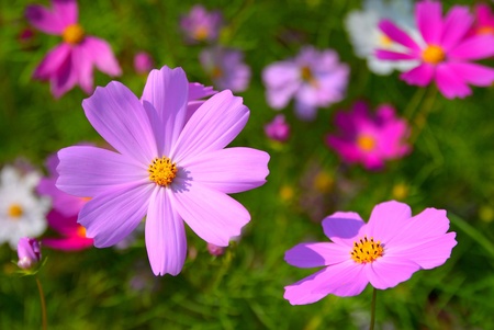 The beautiful Cosmos flower fields in Taichung County, Taiwan. (5)の写真素材
