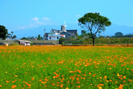 The beautiful Cosmos flower fields in Taichung County, Taiwan. (3)の写真素材
