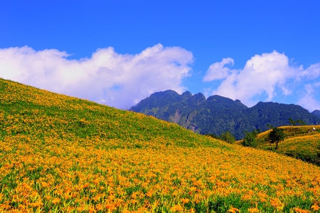 Hillside of day lily flowers in Chihke Mountain, Hualien county, Taiwanの写真素材