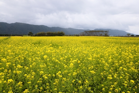Beautiful yellow rape flowers fields in East Rift Valley of Hualien county,Taiwan  Feb  3, 2009の写真素材