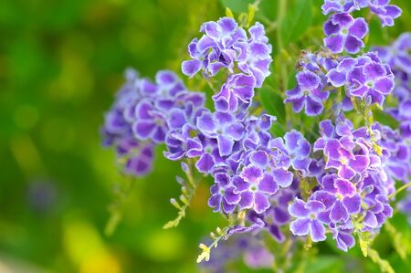 Those Golden Dewdrop flowers in my garden always attractive anything nearby.の写真素材
