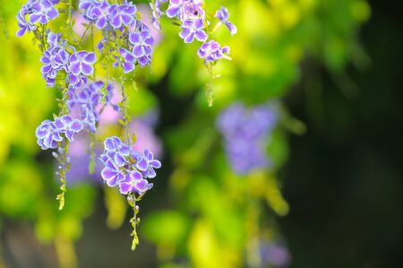 Those Golden Dewdrop flowers in my garden always attractive anything nearby.の写真素材