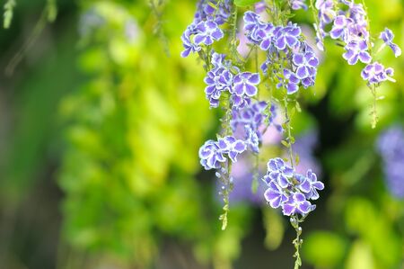 Those Golden Dewdrop flowers in my garden always attractive anything nearby.の写真素材