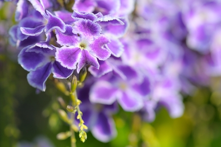 Those Golden Dewdrop flowers in my garden always attractive anything nearby.の写真素材