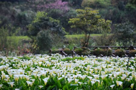 Calla Lily 2015 (21)の写真素材