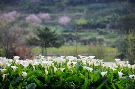 Calla Lily 2015 (22)の写真素材