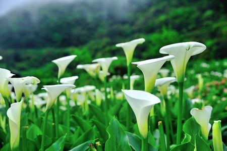 Calla Lilyの写真素材