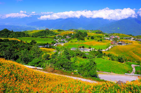 Orange Daylily flower fields in the sightseeing sport of Hualian county, Taiwan.の写真素材