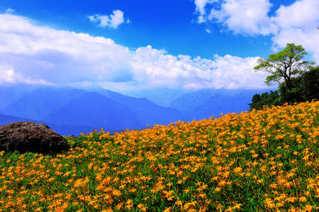 Orange Daylily flower fields in the sightseeing sport of Hualian county, Taiwan.の写真素材
