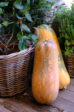 Natural autumn decoration with pumpkins, autumn decoration, natural decorationの写真素材