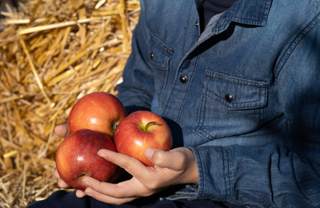 Childrens hands are holding ripe apples. Harvesting fruits. gardening and growing applesの写真素材