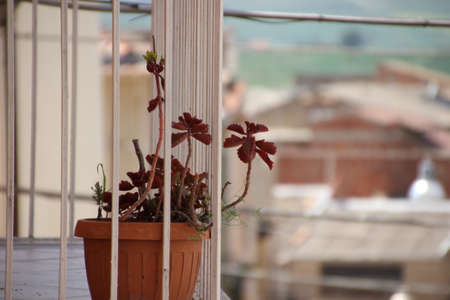 Photo of a plant on a balconyの写真素材