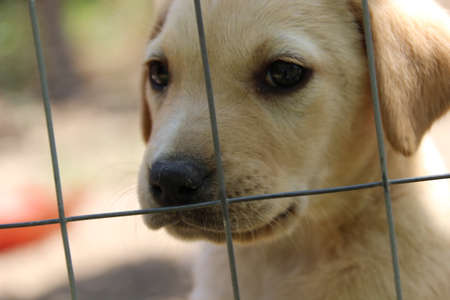 Puppyの写真素材