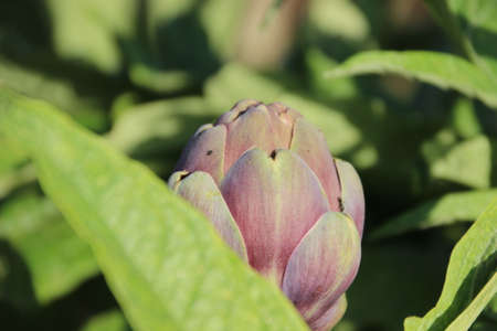 Artichoke plantの写真素材