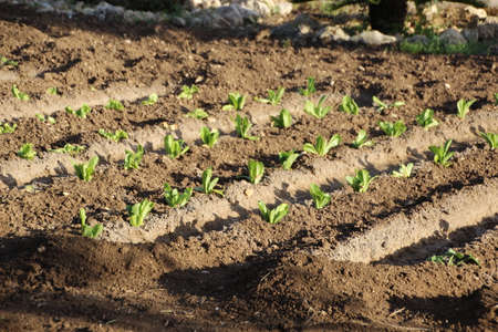 Small vegetable gardenの写真素材