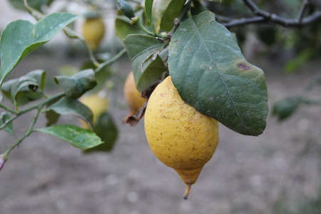 Lemons treeの写真素材