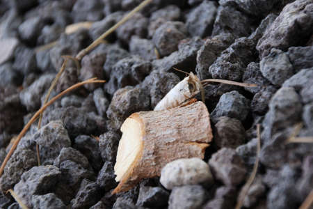 Piece of wood in my garden