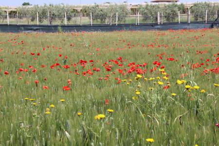 Wheat field with red poppiesの写真素材