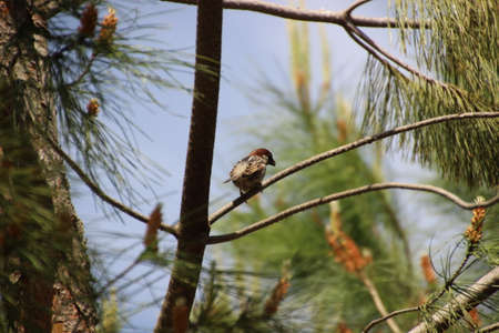 A bird on a pine branch