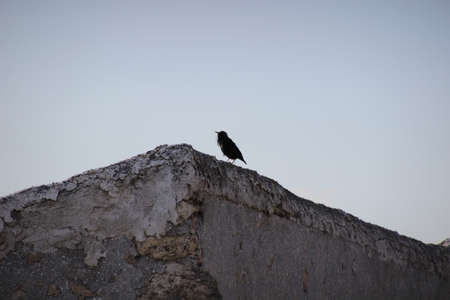Photo of a black bird on a roofの写真素材