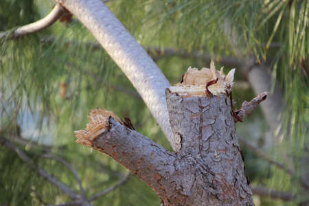 A pine tree broken by the windの写真素材