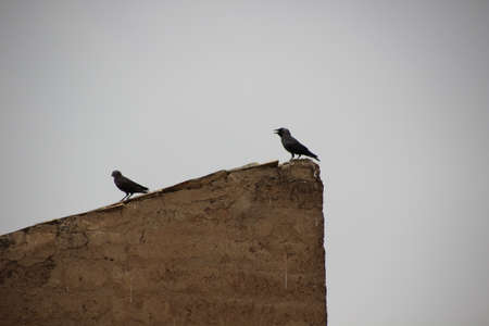 Photo depicting a bird on a roof
