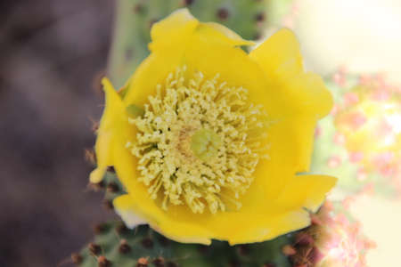 Prickly pear flowerの写真素材