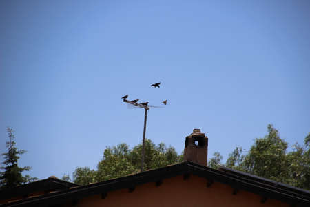 Birds between roofs and antennasの写真素材
